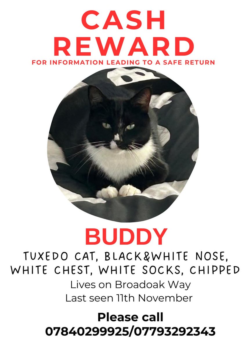 MissingPetsGB's tweet image. Please RT- 4 months since Buddy's family last saw him.

If you have any information, please let us know, his family miss him everyday. He went missing from Broadoak Way, Broadwater/Roebuck #Stevenage #SG2 on 11 November 2024
Reward!
#MissingCatsDay