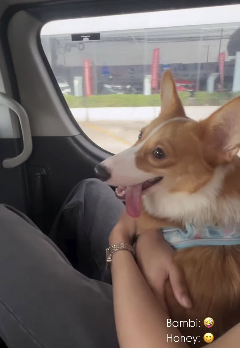 toptierjho's tweet photo. honey: 🙂                    bambi: 🤪 https://t.co/f3Xm2WJUjX