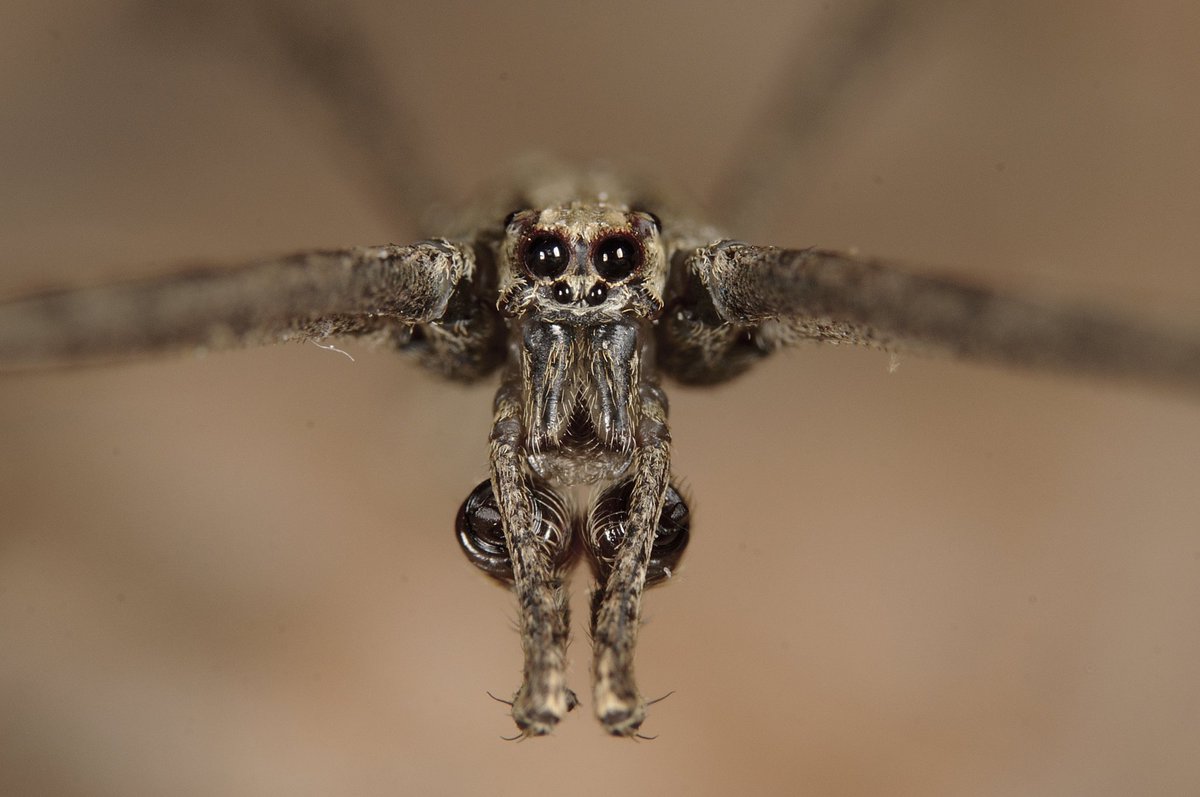 Abel Pérez González tweet media