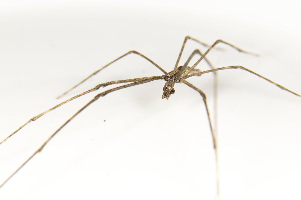 Deinopis spiders are incredibly photogenic, perhaps due to their two enormous eyes that provide them with exceptional night vision. This is a male (notice its boxing glove-shaped pedipalps, which are used during mating), photographed in Buenos Aires.