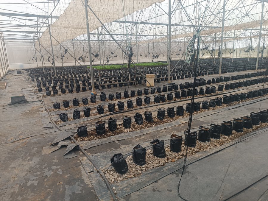 3500 bags and 3850 seedlings.
A week more to start. We are hoping for a good season.

Farming is a Calculation 😂😂