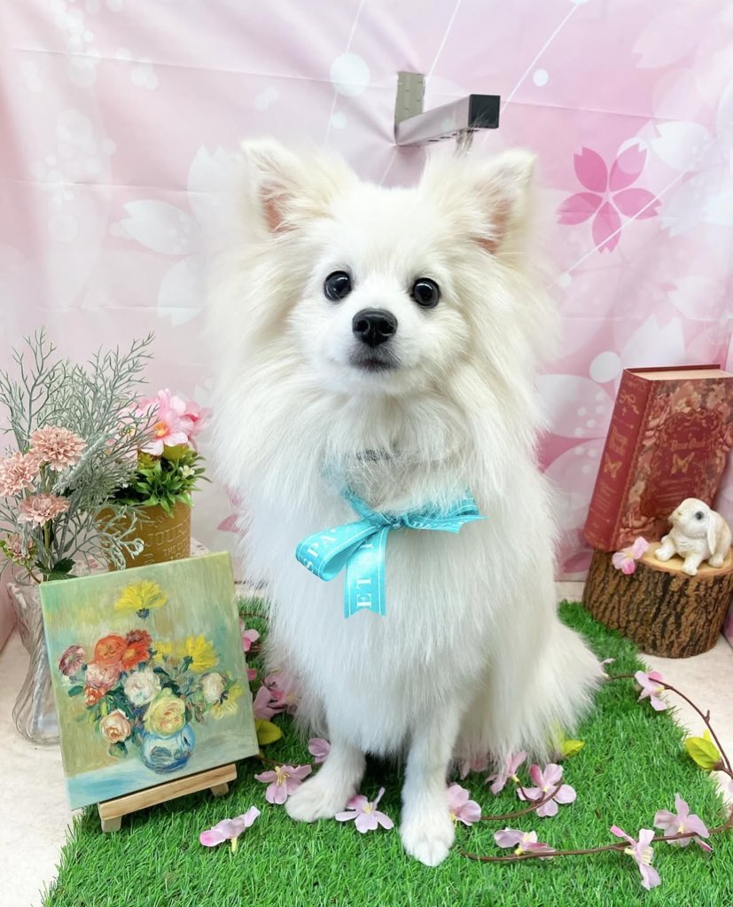 ポメフェスに向けてトリミングしてきました(ᐡ 𐐃 ·̫ 𐐃ᐡ)

#犬好きさんと繋がりたい
#ポメラニアン
#デカポメ