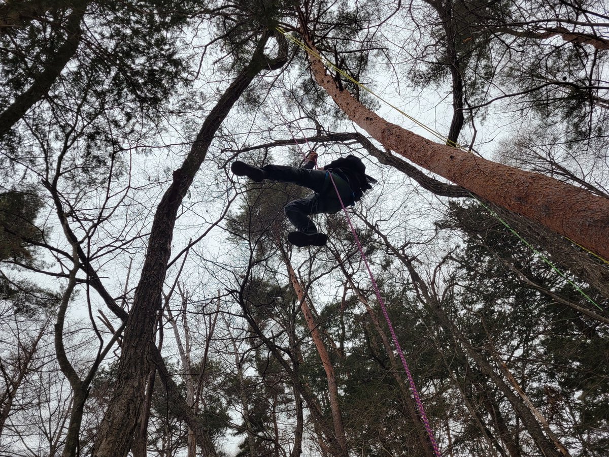 BCisawa's tweet photo. 先週末の樵体験キャンプでの、ツリークライミング体験。

腰に巻いたハーネスにカラビナで接続されたメインロープは特殊な結び方になっており、根元を掴んで引けばスライドするが、体重をかけても動かない。

尺取虫のような動きで、慣れないと体力を要するが、コツを掴んで10m以上まで登った方も。 https://t.co/fgQ7hfc5Tc
