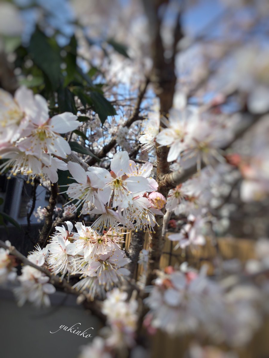 IeYuXx7SElp6FuQ's tweet photo. キミと見る
桜桃の花に
春を感じる https://t.co/Klze0ZF8Ef