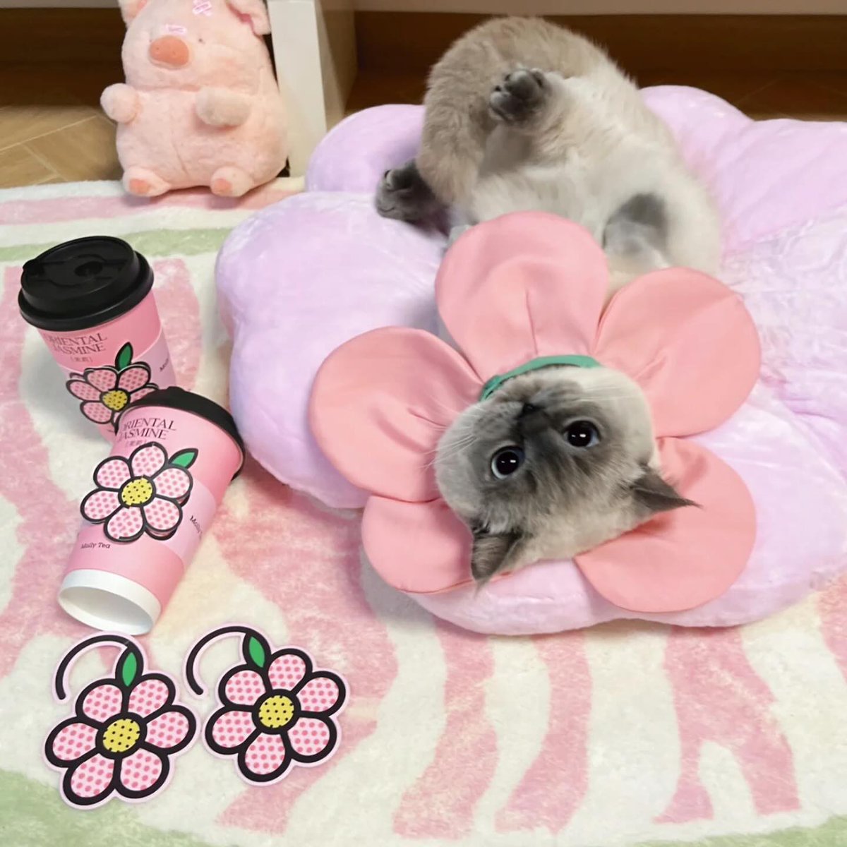 After dinner nap time!