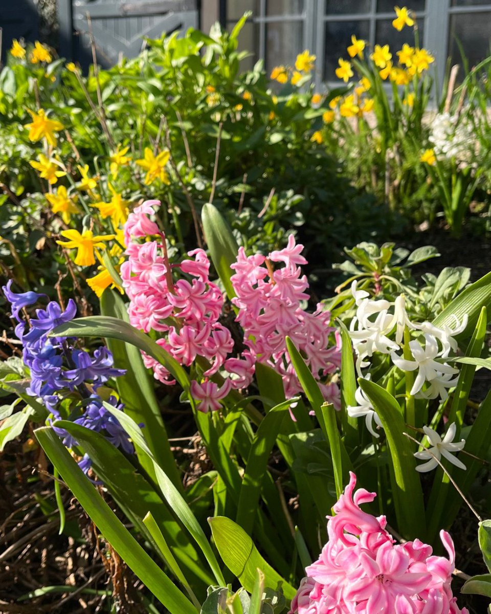 A spring day in Trump Doonbeg 🌸🐝 The flowers are blooming, Missy is lounging in the sun and nature is beginning to wake up 

#Springtime #flowers #trumpireland #doonbeg #trumphotels