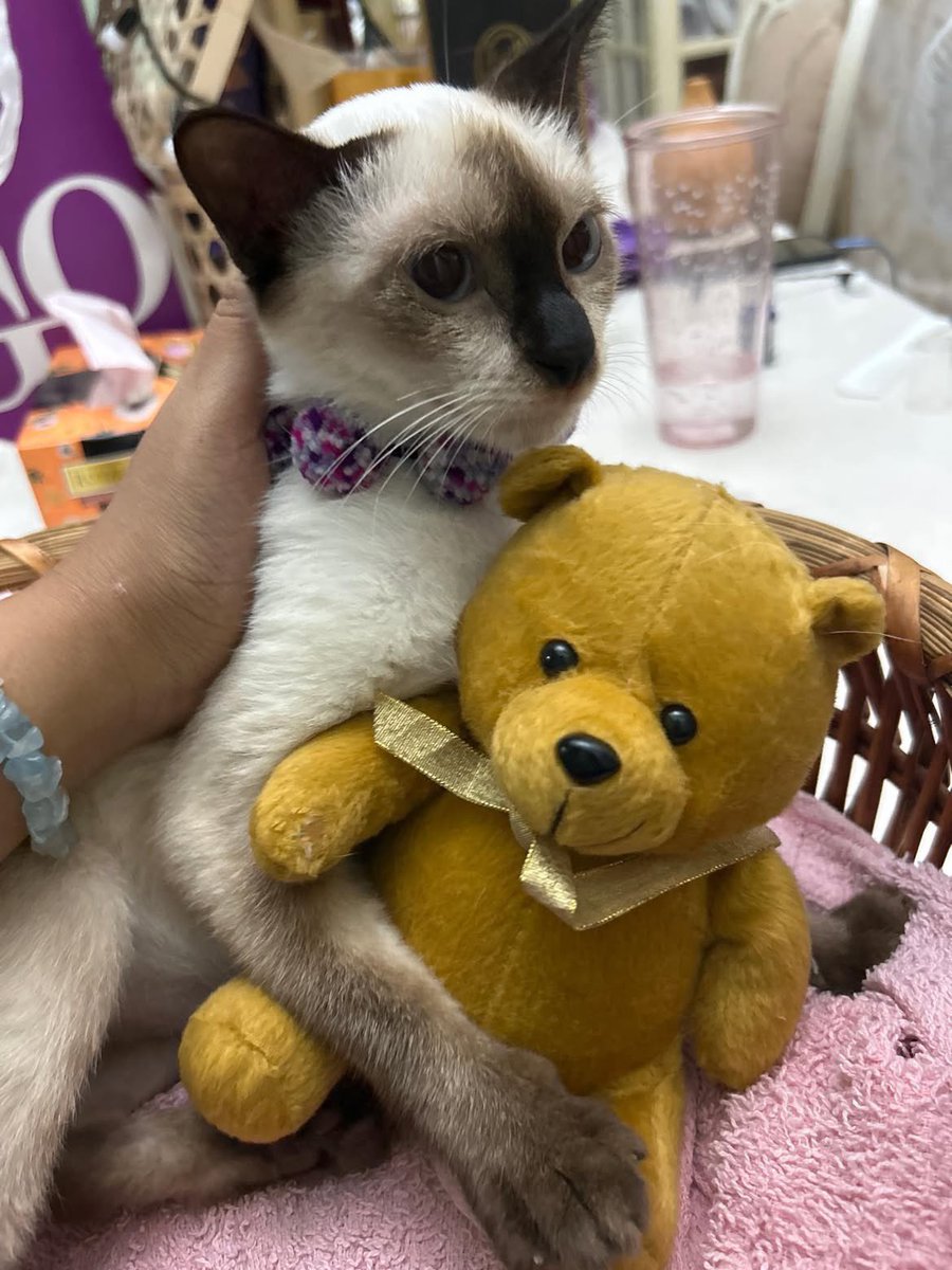 mieraar's tweet photo. I bawak balik Siamese cat dari Chalet D’Geting, Tumpat , Kelantan. Dah macam Cat Island kat Japan tempat ni . Siapa nak adopt cat tu jom amik sini banyak kucing tunggu their new owner🥰 https://t.co/oKShNwbjUD