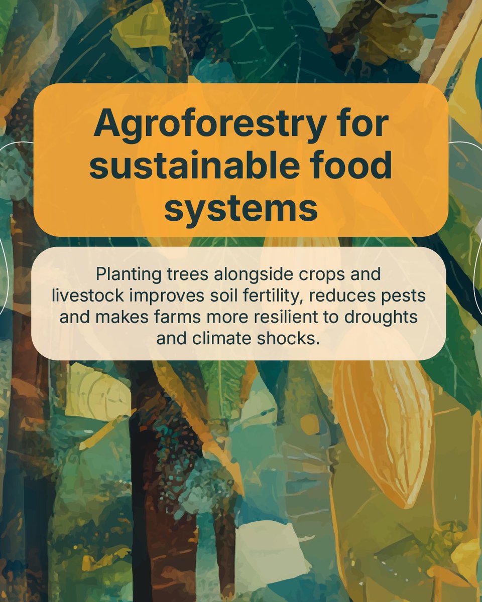 Agroforestry promotes sustainable food systems and climate resilience.

Planting trees with crops and livestock boosts soil health, cuts pests and helps farms withstand droughts and climate shocks.

➡️: bit.ly/4hi7MQA

#ForestsMatter