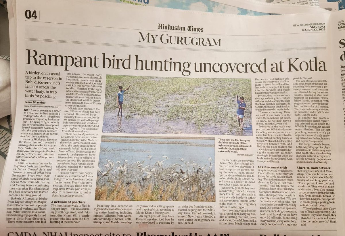 Massacre in plain sight
During a visit to Nuh’s Kotla reservoir, I witnessed a horrifying scene—migratory birds trapped in giant nets, one wood sandpiper brutally chopped before I could stop it. Nets are laid before migratory season. Why? To catch and sell birds for ₹500–900