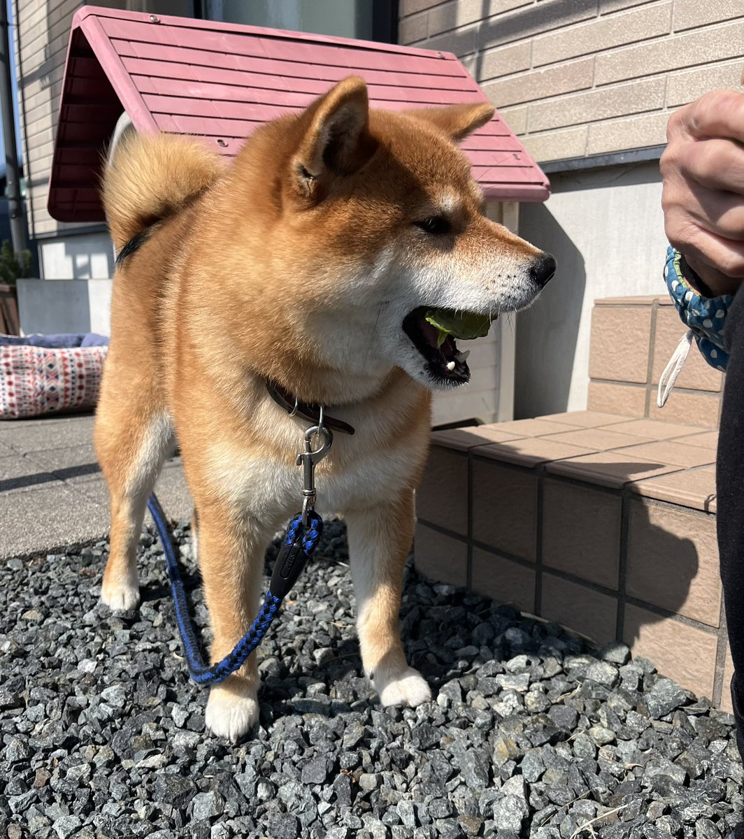 etnOFyWNlBQUcx1's tweet photo. お散歩から帰ったら婆ちゃんからキャベツもらってた子 https://t.co/Jnr7rM4aV6