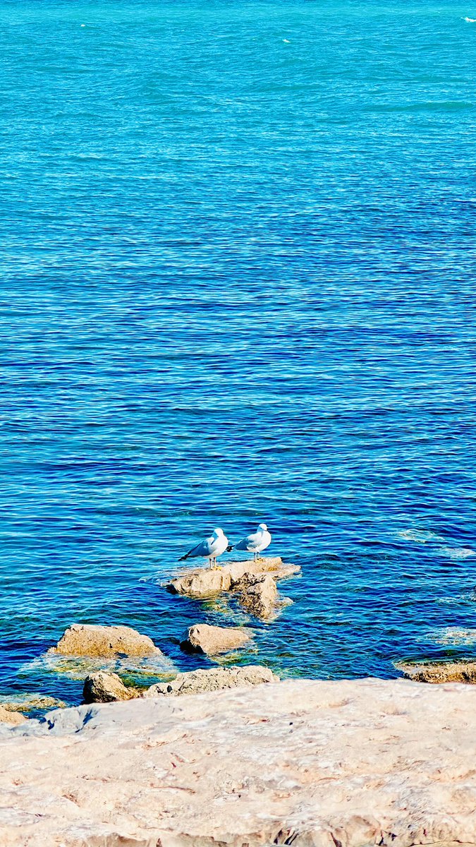 ولی تورنتو آفتابی یک شهر دیگه است.