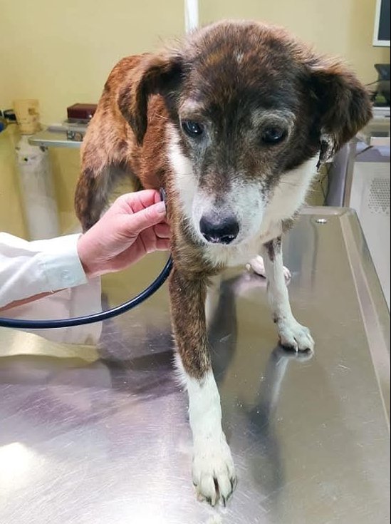 rescue4catsdogs's tweet photo. 🚨URGENT📋#477745🐶ENZO
THIS PUPPY HAD BEEN STAYING AT THE SHELTER,BUT HIS CONDITION HAD RECENTLY CHANGED SIGNIFICANTLY.HE WAS CHECKED TODAY
⚠️LEISHMANIASIS,HEARTWORM, EHRLICHIOSIS &amp; ANAPLASMOSIS.

🧾840$ required to cover the costs of his rescue
🙏🏼Urgent🆘https://t.co/MCxk7OstvT https://t.co/cMn3Pj5qbQ