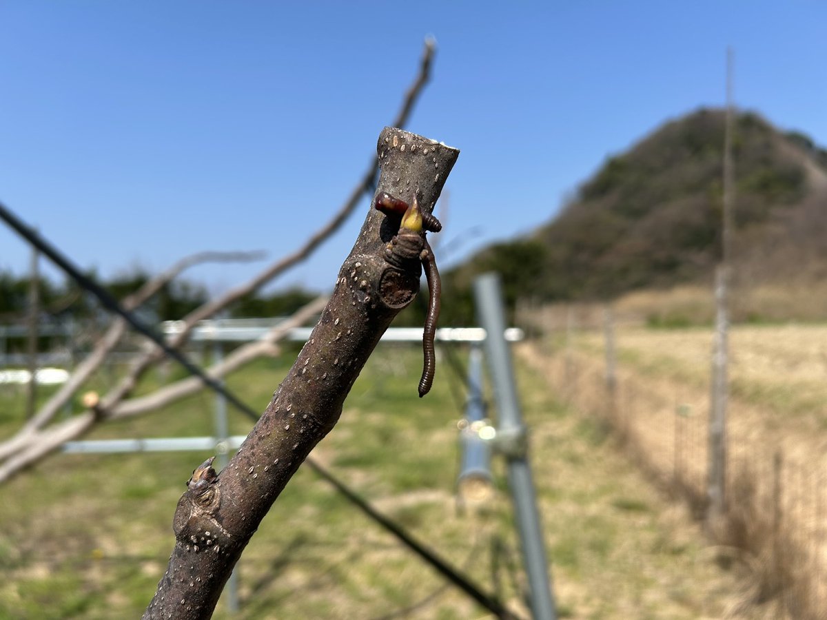 ミミズ🪱の早贄(はやにえ)？