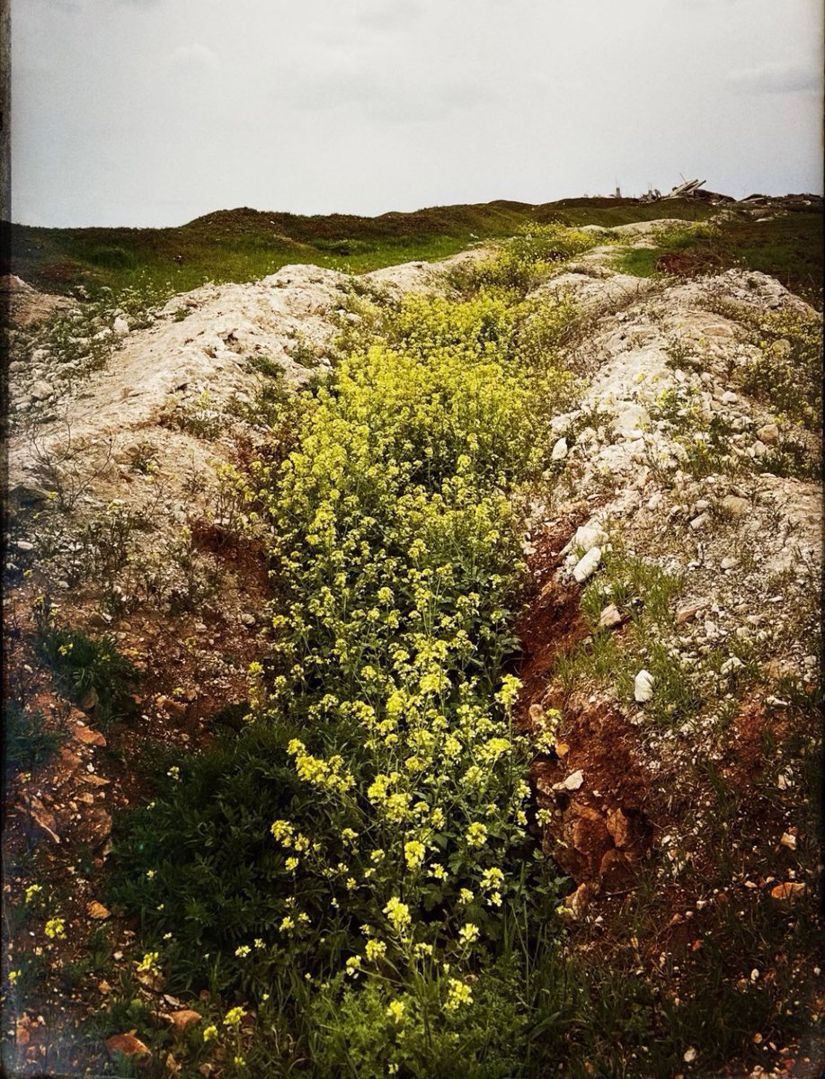 يا هنيال الطريق الي خطنه رجلينه
من بعد المحل رجع  ينبت و يزهر ،

كـ ان القاع تنشد : الأسـمر وينه ؟
وكل ما نبت يشتاق ماطىٰ بو جـعفر 💔

بقلمي ؛ 

على خـطىٰ السـّاروت