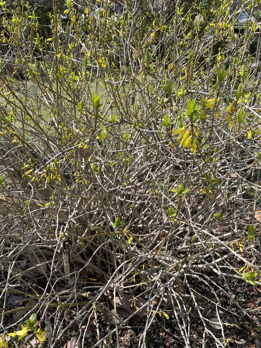 TStudy's tweet image. 百花園のレンギョウは6番がちらほら、31番はまだといった感じ。