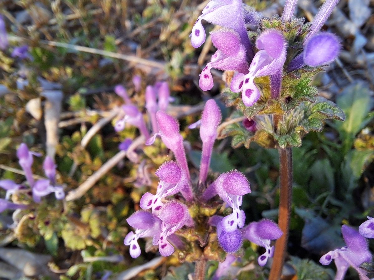 독일 나치즘, 이탈리아 파시즘, 일본 군국주의와도 같은 작금의 대한민국 극우 보수파들. 보편적 상식, 이성적 판단, 기본적 법과 정의를 무시하고 가치이든 인물이든 우상을 숭배하는 집단의 광포화는 척결해야 한다. 그 시작이 윤석열 탄핵이다. 이는 진영간 갈등이 아니다. 역사의 준엄한 심판이다.
