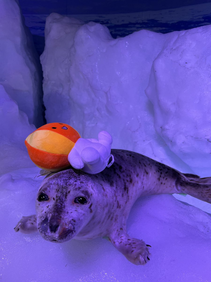 kitamitamanegi's tweet image. きーたん　タマちゃんと遊んだ〜
#kitan 
#きーたん
#北見
#アザラシ
#北見玉ねぎ 
#玉ねぎキャラクター
#キャラクター