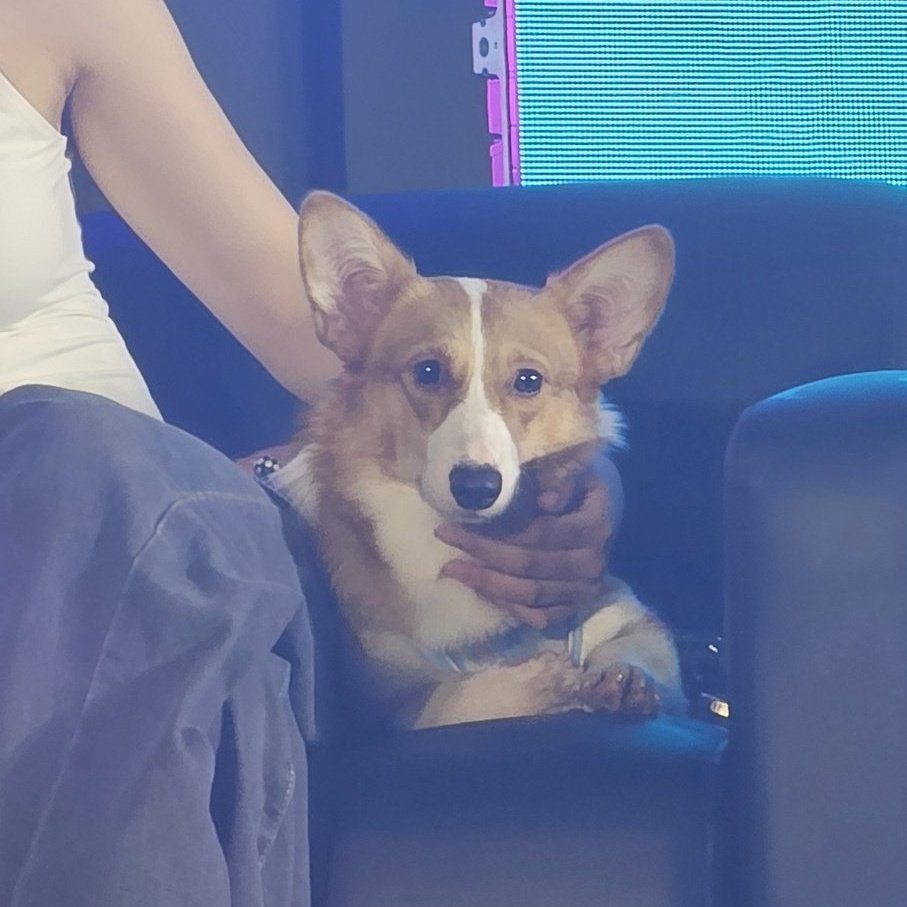 it's so cute how bambi looks so well-behaved here HAHAHHAHAHAHAHAHAHAH