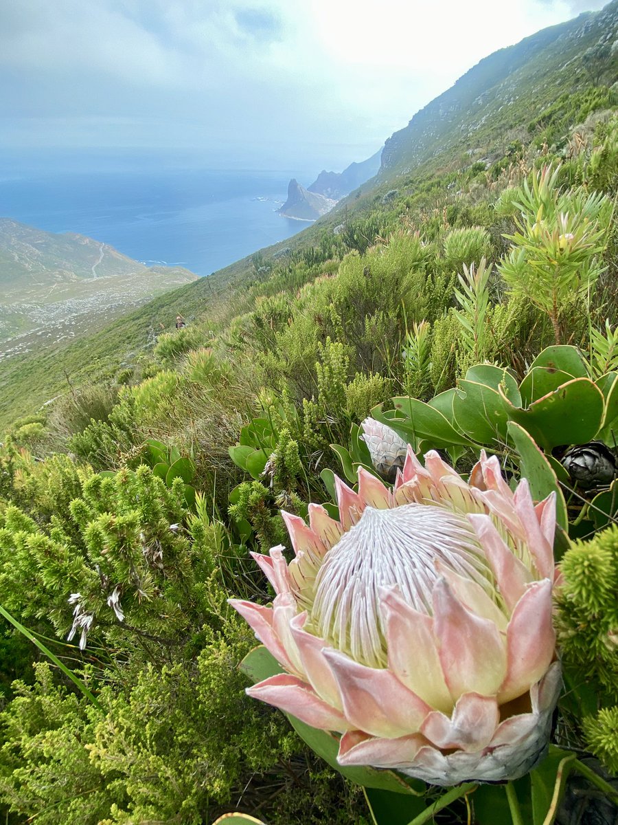 Cilnette tweet media