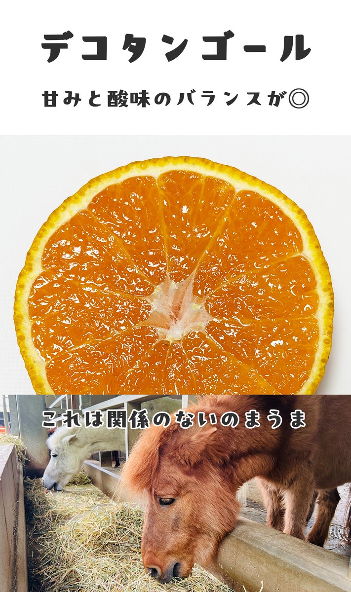 みかんのことなら「のま果樹園」 tweet media