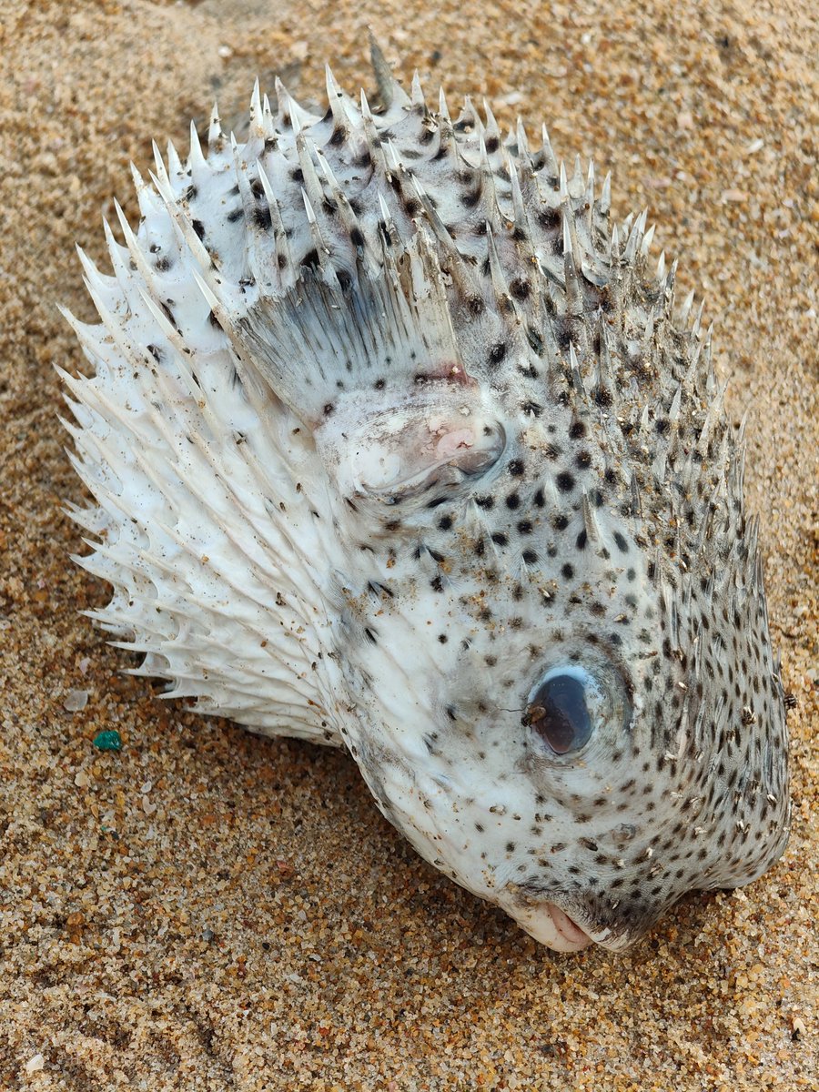 H.A.L. 9000 tweet media