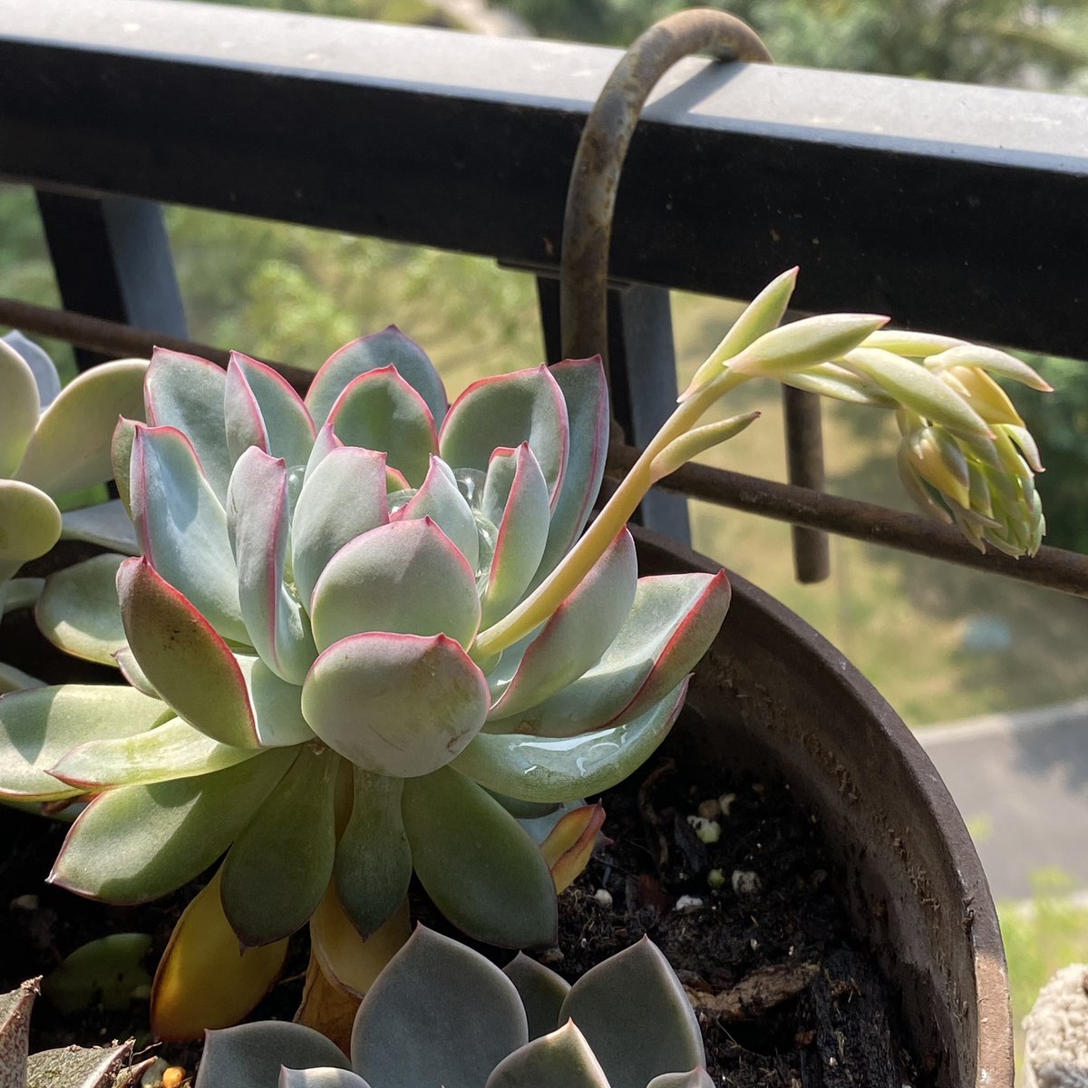 Sa_Bcomics's tweet photo. blossom after no watering for 2 months 👍🏽

#succulent #blossom #homeplant #plant #dryweather #sunny #pottedplant https://t.co/R8iO6I7FKo