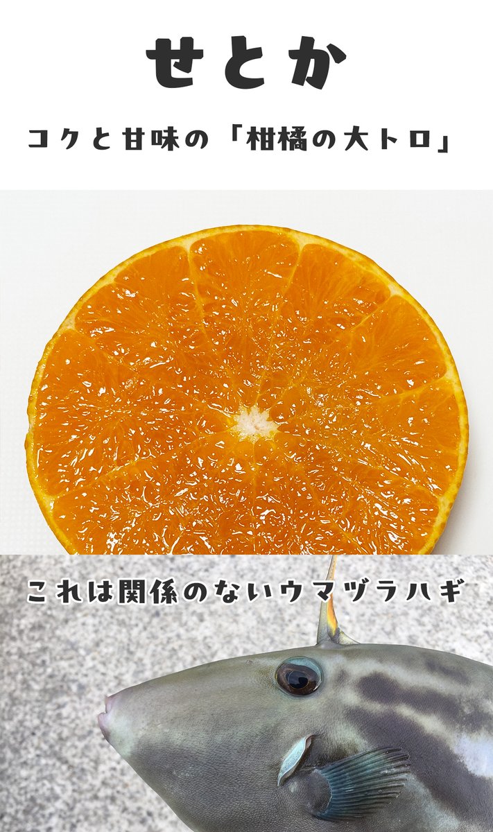 みかんのことなら「のま果樹園」 tweet media