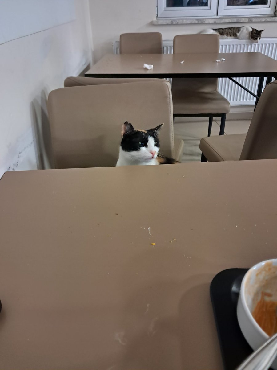 sana oruç farz değil diyorum bana miyav orucu tutucam diyosun