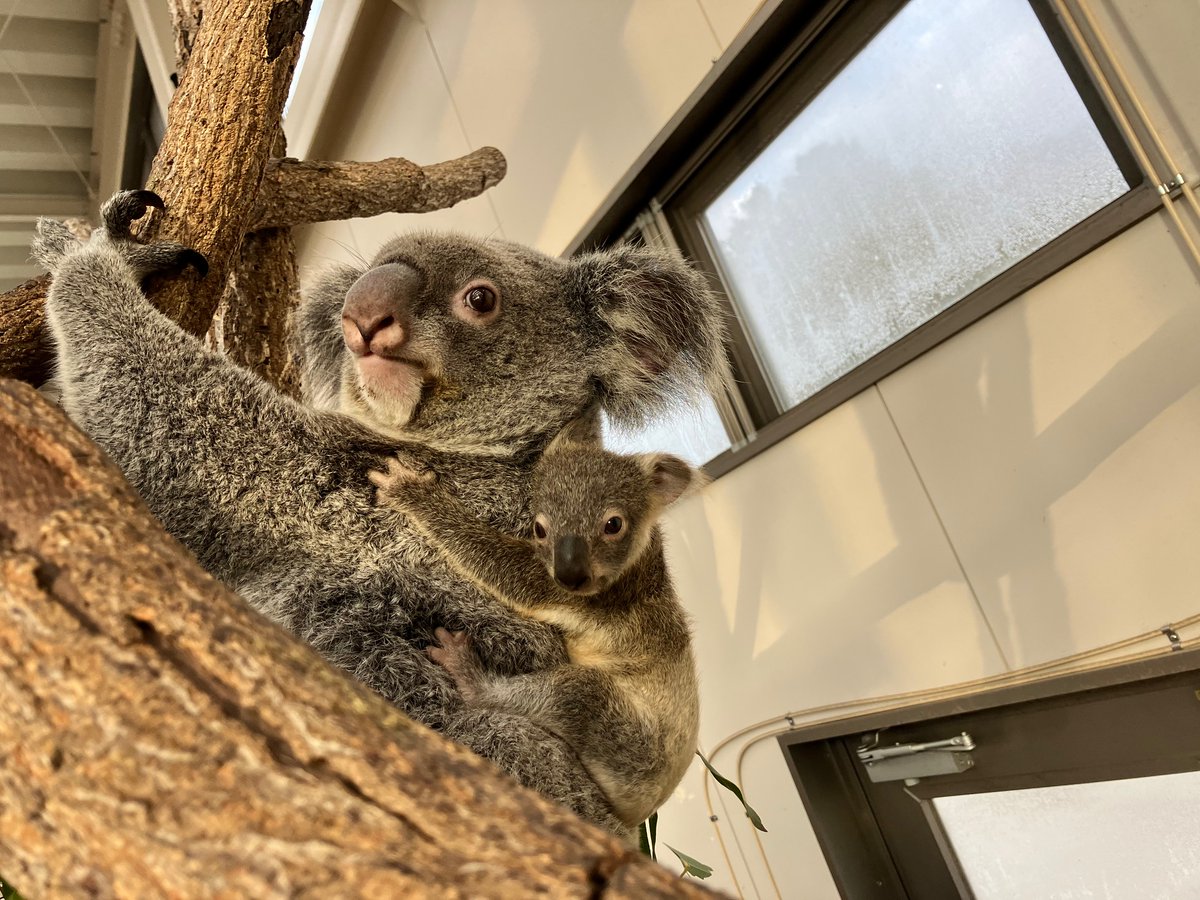コアラ の赤ちゃん（ヒマワリの子、メス）の命名式を開催しました