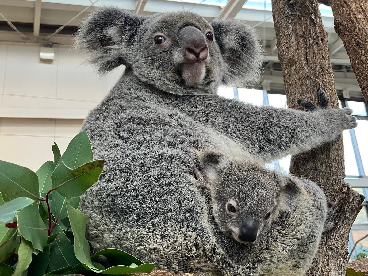 コアラ の赤ちゃん（ヒマワリの子、メス）の命名式を開催しました