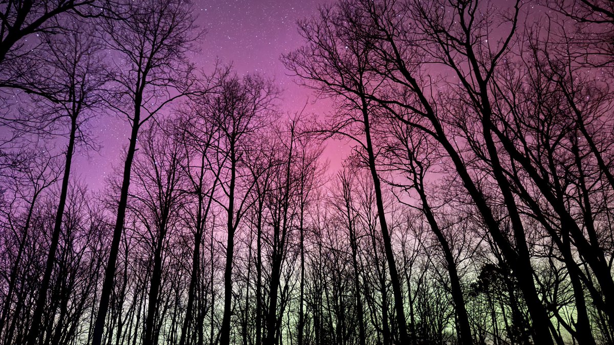 YoungWx07's tweet photo. Now visible through my trees!!! Hayward WI 9:50 pm cdt @NextGenWeather @AuroraNotify #aurora https://t.co/uBeUuF5X5C