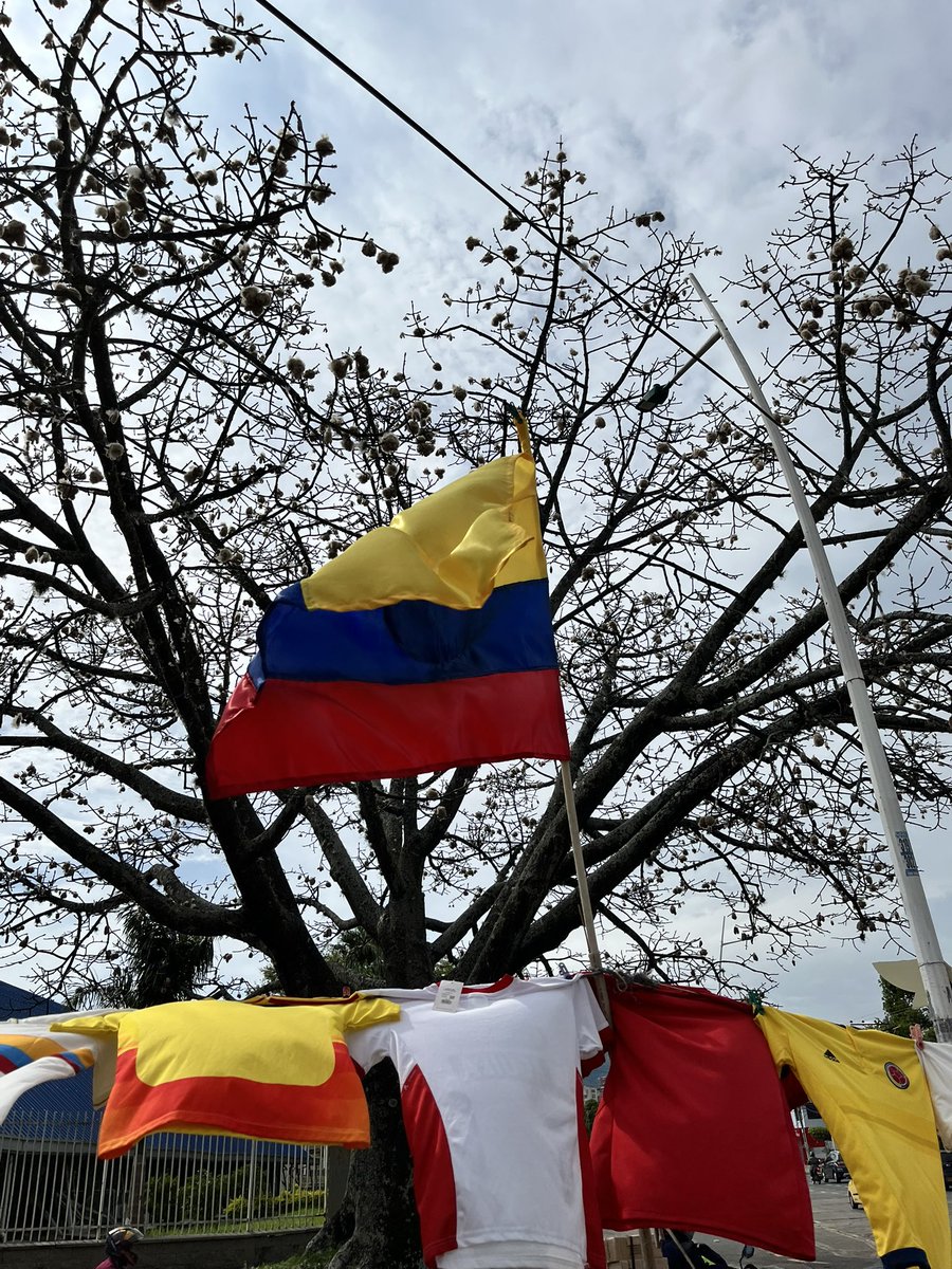 Fun_Univerde's tweet photo. Hemos vivido en las calles de Cali, Colombia, el suceso de la explosión de vida de #ceiba  con semillas esparcidas recubiertas en un ‘ algodón de seda’ que se da en árboles de esta especie luego de 5 o 10 años de adultez. Si el suelo es fértil nacerán nuevas ceibas.#universoverde https://t.co/MRg2P8a0pG
