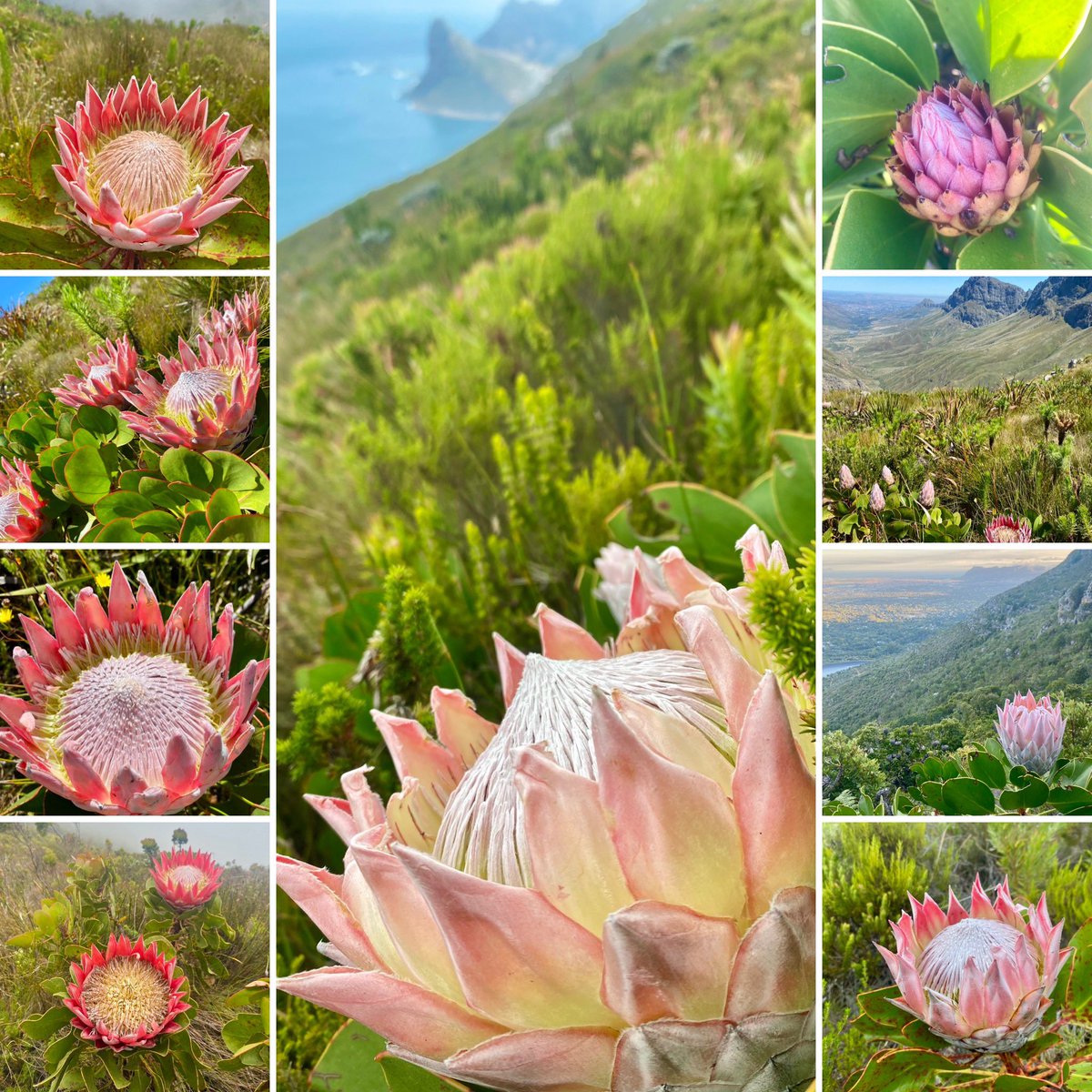 Cilnette tweet media