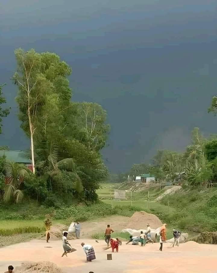 এভাবে বৃষ্টির আগে তাড়াহুড়ো করে•
~ কখনো ধান  উঠিয়েছেন_