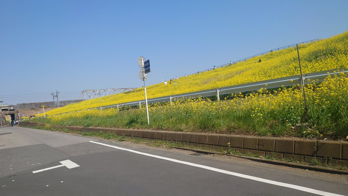 kampachi777's tweet photo. 自宅からすぐのお散歩コース！　菜の花満開 https://t.co/bW0rx683yd