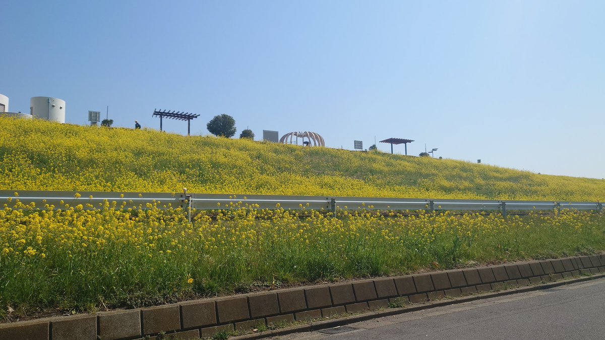 kampachi777's tweet photo. 自宅からすぐのお散歩コース！　菜の花満開 https://t.co/bW0rx683yd