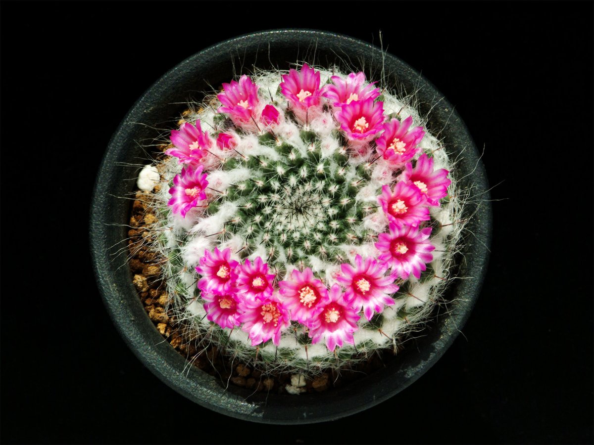 lovecomet2021's tweet photo. 学名:Mammillaria saetigera
園芸名:銀河（ギンガ）
原産地:メキシコ合衆国 サン・ルイス・ポトシ州

#Mammillariasaetigera https://t.co/mlF675qtq4