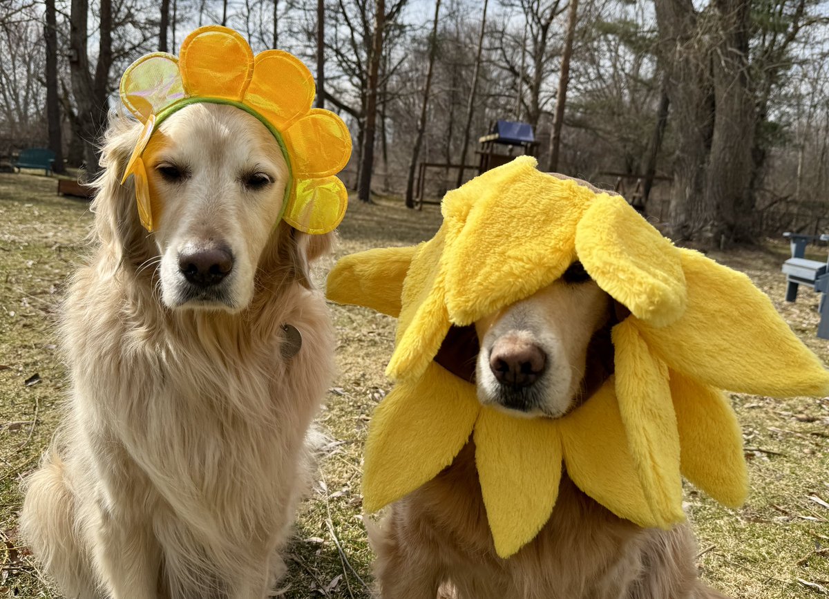 MikeFrezon's tweet image. “The saddest flowers you’ll see this Spring.” 
—Pete &amp;amp; Sophie

#DogsofTwittter #BrooksHaven #grc #dogcelebration #GoldenRetrievers #WeekendSmiles #Flowers #FlowersOnX