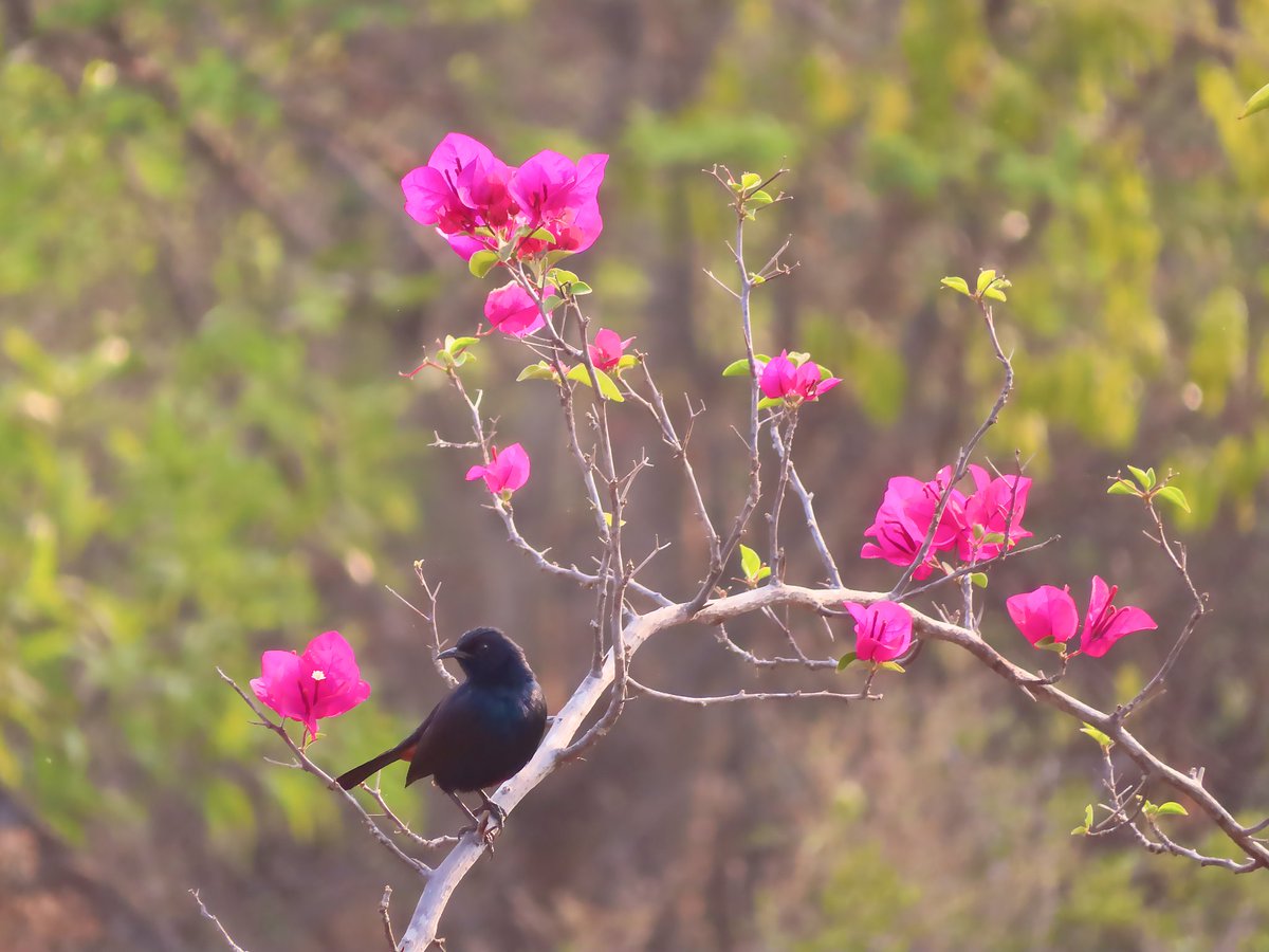 nagenderSR's tweet photo. Black or colorful, it's always mesmerizing to watch nature's vividness and combinations.
Little robin enjoying the early sun.
#bougainvillea #indianrobin #Flowers #birds #nature #NaturePhotography #NatureBeauty #NatureLover #savebirds #savebiodiversity https://t.co/byBDLuBfy4