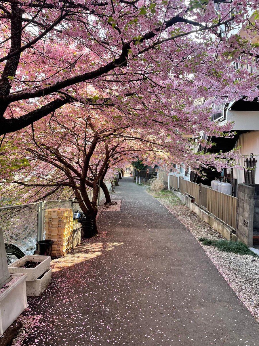 Conwcsaton's tweet photo. 🌸朝の散歩で見かけた春の風景🌸
ワンちゃんとお散歩する人🐶、桜を撮るランナー🏃‍♀️📸、ぬいぐるみと一緒にお花見する女の子🎀✨。
こんな最高の天気の日は、気分もアップ！☀️💖 ゴルフの計画を立てたくなるね〜🏌️‍♀️⛳️✨
#女子ゴルフ #ゴルフ日和 #春ゴルフ #桜とゴルフ #スポーツ女子 #ゴルフ女子 🌸 https://t.co/9EjfHUVXHh