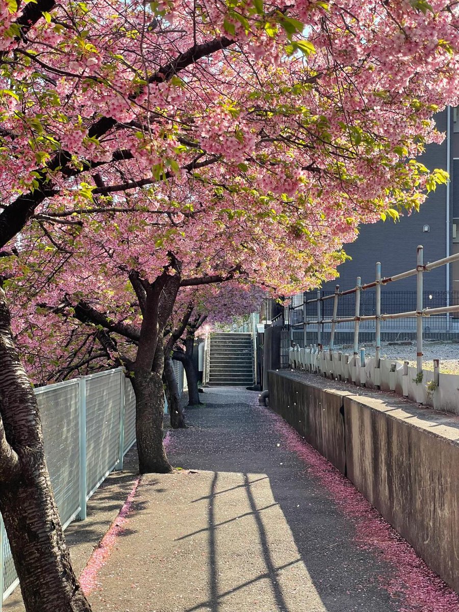 Conwcsaton's tweet photo. 🌸朝の散歩で見かけた春の風景🌸
ワンちゃんとお散歩する人🐶、桜を撮るランナー🏃‍♀️📸、ぬいぐるみと一緒にお花見する女の子🎀✨。
こんな最高の天気の日は、気分もアップ！☀️💖 ゴルフの計画を立てたくなるね〜🏌️‍♀️⛳️✨
#女子ゴルフ #ゴルフ日和 #春ゴルフ #桜とゴルフ #スポーツ女子 #ゴルフ女子 🌸 https://t.co/9EjfHUVXHh
