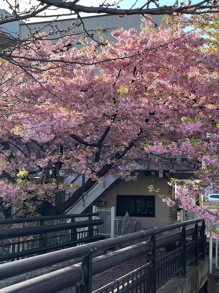 Conwcsaton's tweet photo. 🌸朝の散歩で見かけた春の風景🌸
ワンちゃんとお散歩する人🐶、桜を撮るランナー🏃‍♀️📸、ぬいぐるみと一緒にお花見する女の子🎀✨。
こんな最高の天気の日は、気分もアップ！☀️💖 ゴルフの計画を立てたくなるね〜🏌️‍♀️⛳️✨
#女子ゴルフ #ゴルフ日和 #春ゴルフ #桜とゴルフ #スポーツ女子 #ゴルフ女子 🌸 https://t.co/9EjfHUVXHh