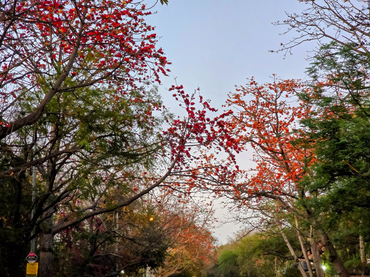 DrAmbrishMithal's tweet image. Driving down the dusty, dirty, crowded, broken #Vasantkunj roads..

the stunning red and orange #semal flowers brighten up your day..

#semal #simal #bombaxcieba
#silkcottontree #redsilkcottontree
#Delhi