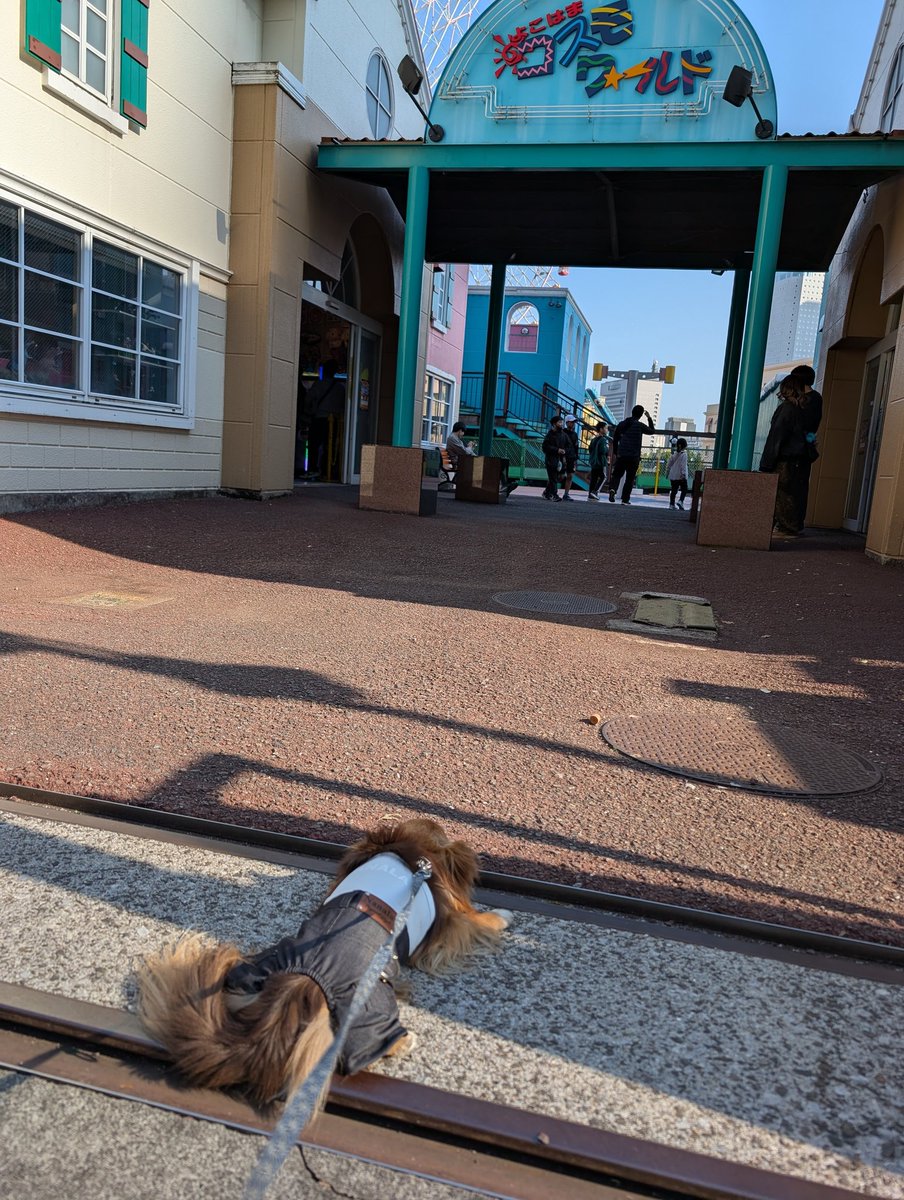 コスモワールドにどうしても入りたくて地面と一体化を試みる犬