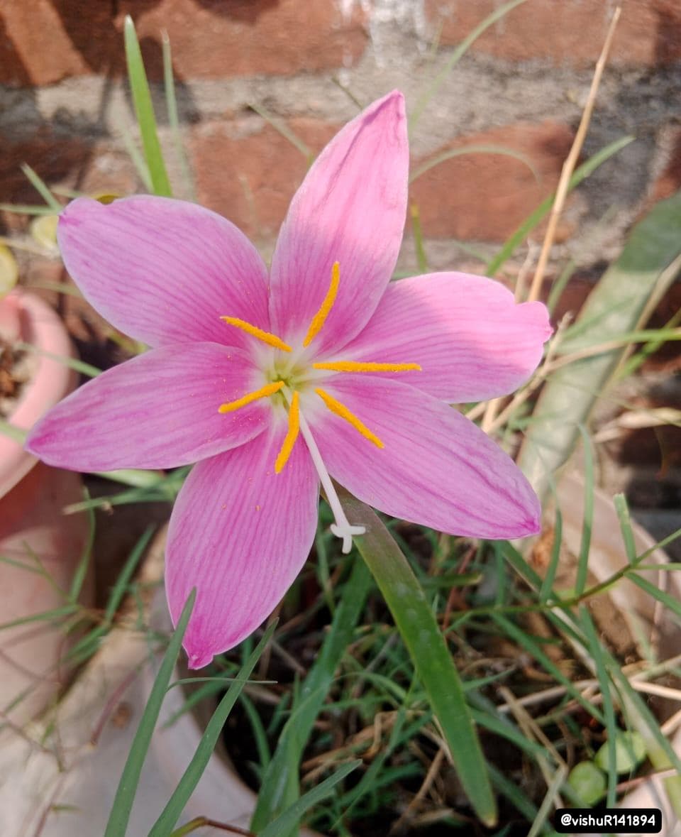 vishalR141126's tweet image. फूल कुछ समय बाद मुरझा जायेंगे , पर पौधा अपना अस्तित्व खोने से पहले नए का सृजन कर देगा ।।।
                         🥰💝😍
#sonaa #love #morning_click ❤️❤️❤️😘