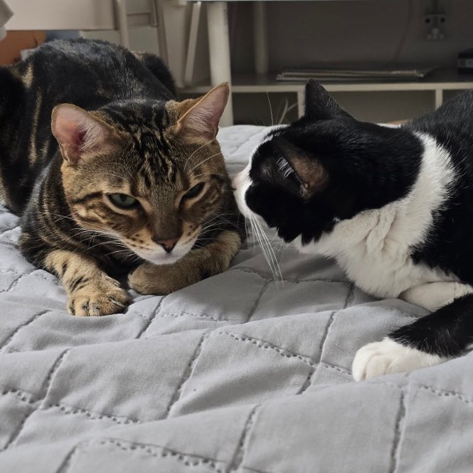 우롱이 입양 곧 1주년인데요
요즘 근황입니다 !!
누나가 자고 있으면 옆에 와서 따라서 자는 척도 하고 그루밍도 해준다고 하네요 •••
너무 귀여운 남매가 되었어요 😻🤍