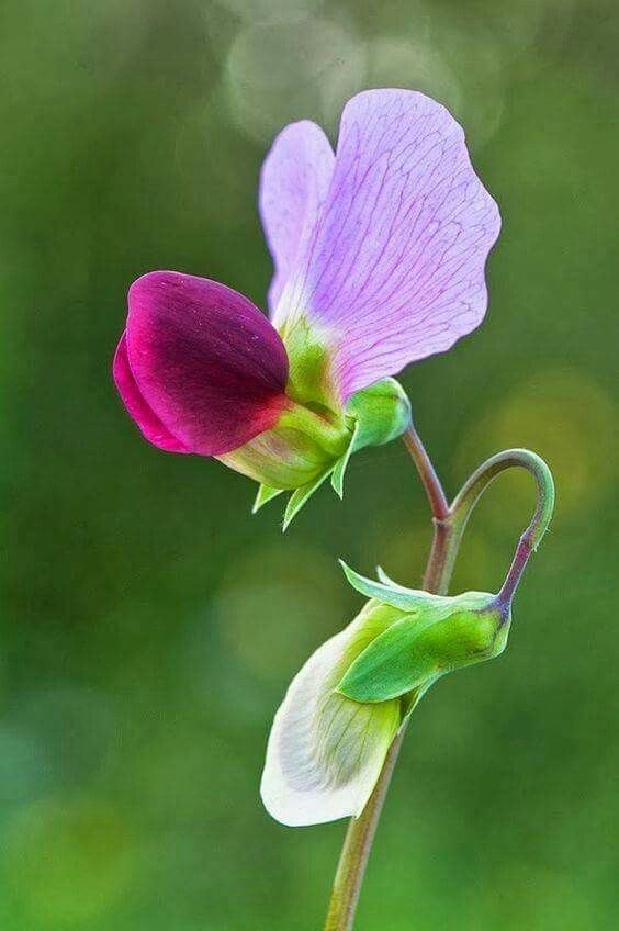 Naturepathway's tweet photo. "Delicate harmony painted in magenta and lavender 🌸🍃 #BlossomBeauty #VividNature #FlowerFocus #FloralArtistry"

The vivid magenta bud paired with the soft lavender petals creates a striking contrast, making this flower a captivating highlight of nature's artwork. https://t.co/gHnR7Hkn2P