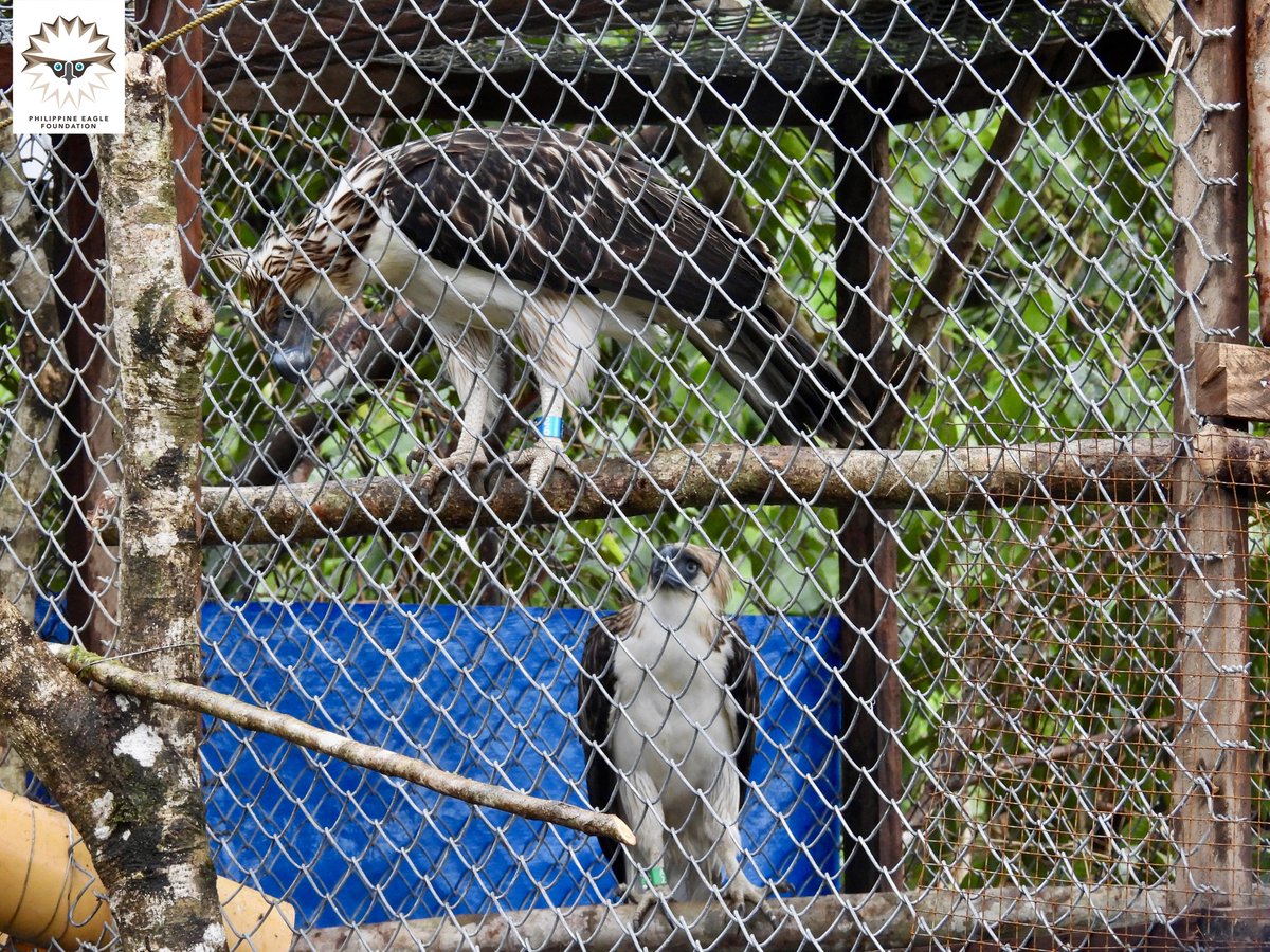 gmanews's tweet photo. SOAR HIGH, EAGLES! 🦅
Three Philippine eagles from Davao have been officially turned over for the second year of the Philippine Eagle Reintroduction Program in Leyte, according to the Philippine Eagle Foundation (PEF).
In a post, PEF said that Philippine eagles “Lakpue,” “Lyra Sinabadan,” and “Kalatungan I” were transported from the National Bird Breeding Sanctuary and the Philippine Eagle Center in Davao to Mahagnao Volcano Natural Park in Burauen, Leyte on March 21.
After undergoing health checks, the eagles are now in acclimation enclosures as part of their preparation for release into the wild.
The program aims to rebuild the Philippine eagle population in Leyte, which was nearly wiped out by Typhoon Yolanda.
Courtesy: Philippine Eagle Foundation/Facebook