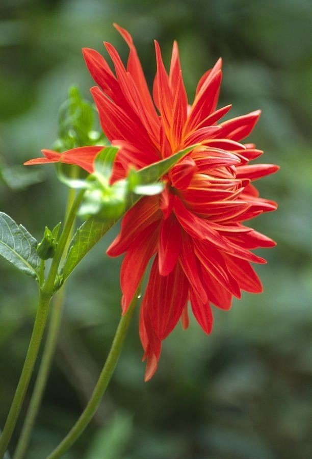 Naturepathway's tweet photo. "Radiant layers of crimson beauty 🌺🍃 #RedDahlia #FlowerFocus #Nature'sMasterpiece #PetalPerfection"

The vibrant red dahlia with its intricate petal layers creates a stunning visual. https://t.co/dcXx0V1UKJ