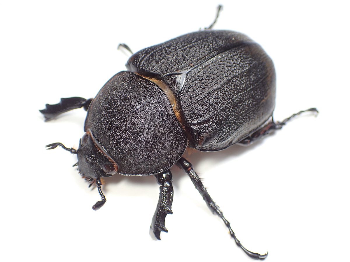 野外品♀単ヘラクレスリッキー コロンビア ラ ボニタ産 前足跗節欠け